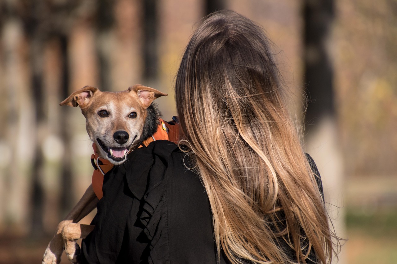 dog, pet, pet owner, animal, owner, domestic dog, canine, harness, nature, dog harness, mammal, cute, adorable, woman, female, outdoors