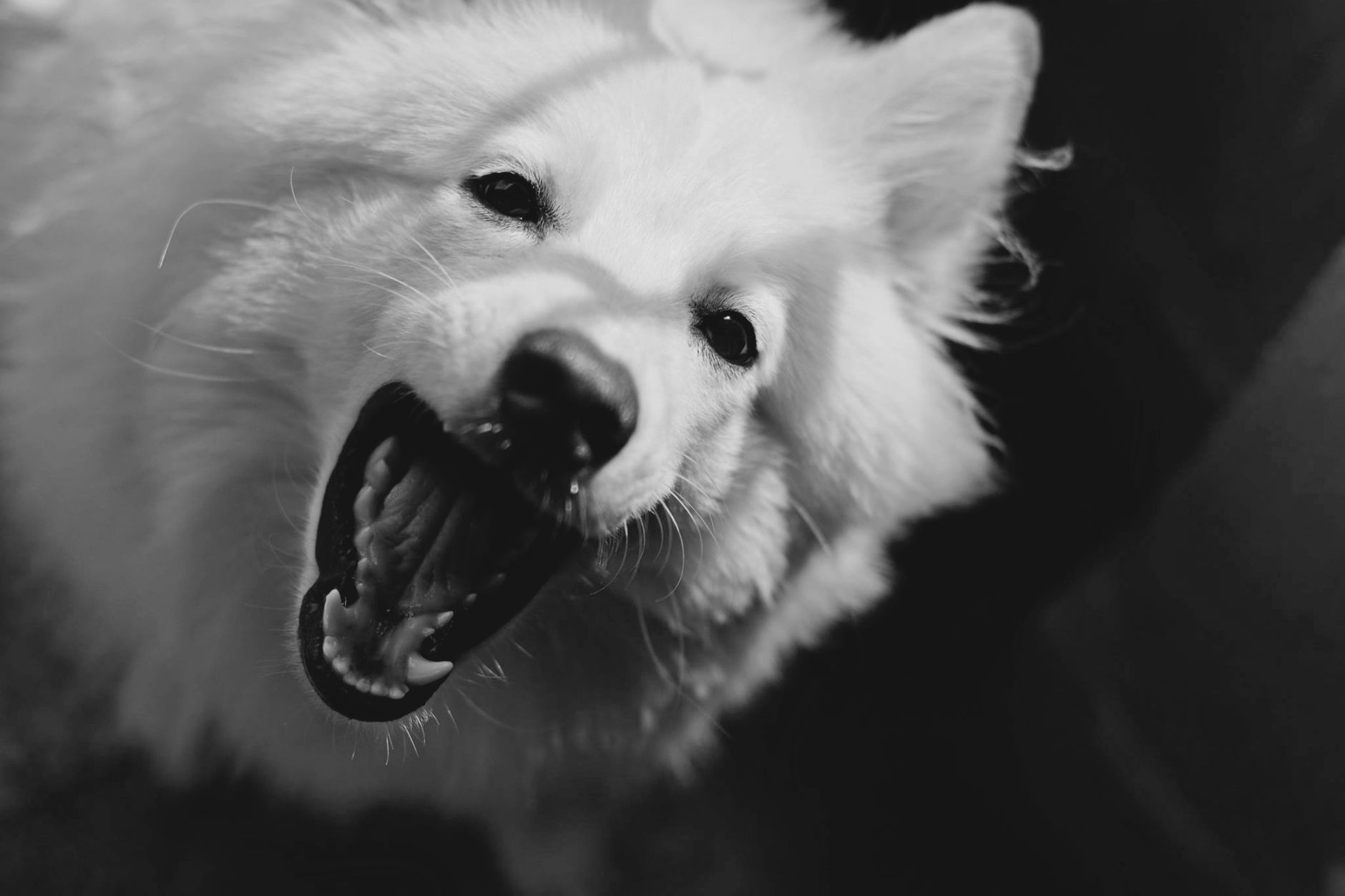 A Lost Dog’s 12-Year Silence Ended With One Call