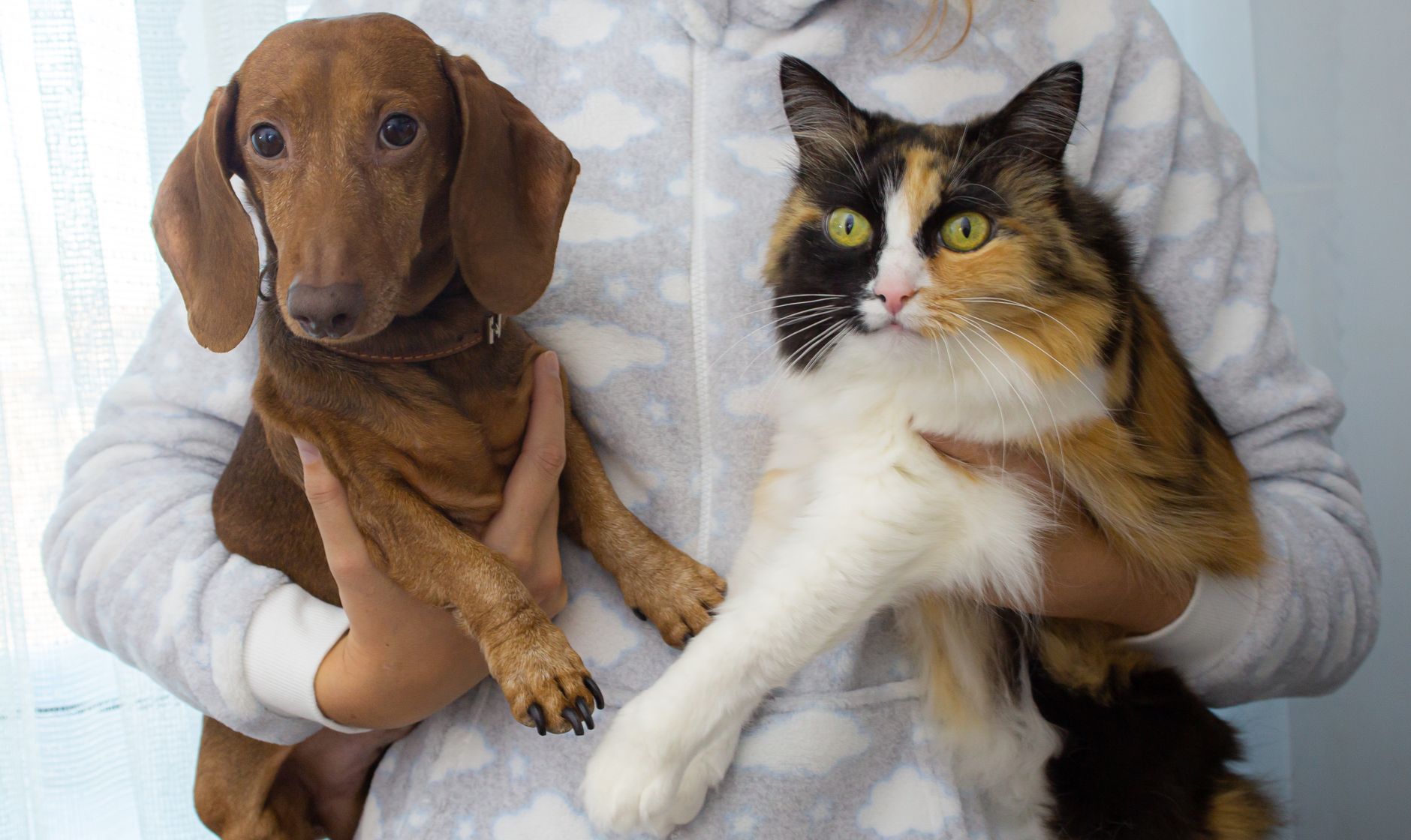 Close up of a dachshund dog and calico cat being held together, showcasing their adorable companionship.