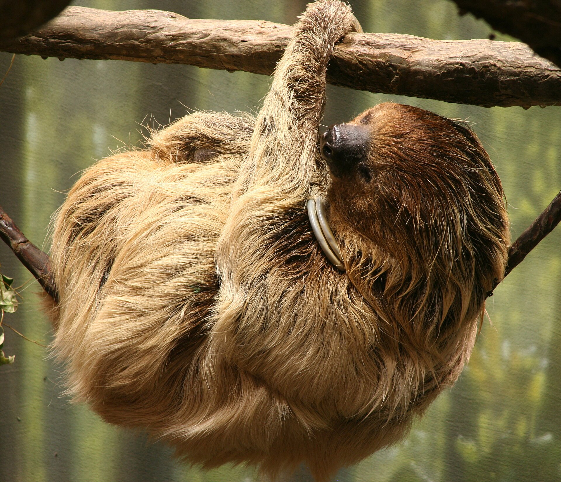 Choloepus didactylus 2 Buffalo Zoo