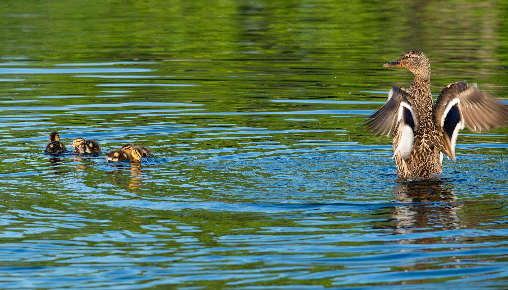 Ducks at the Reflecting Pool (43069890624)