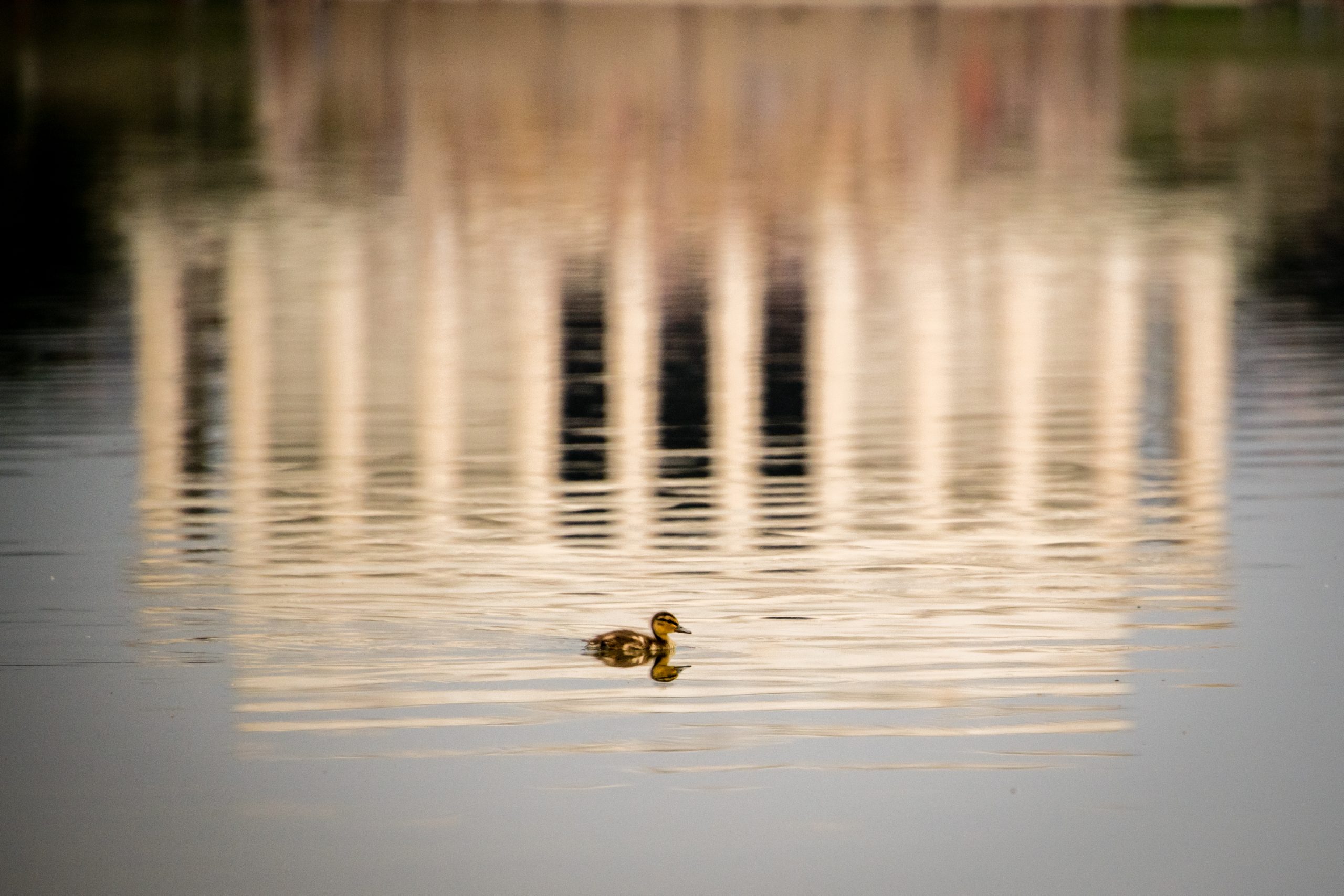 Lincoln Memorial Reflecting Pool