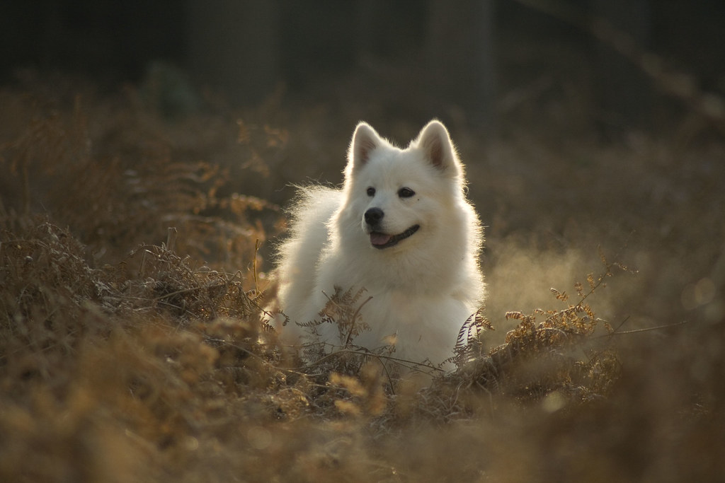 White Samoyed Dog