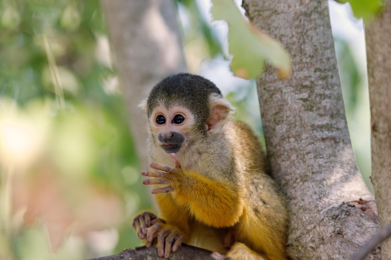 peruvian, black headed squirrel monkey, primate, monkey, animal, nature, tree, branches