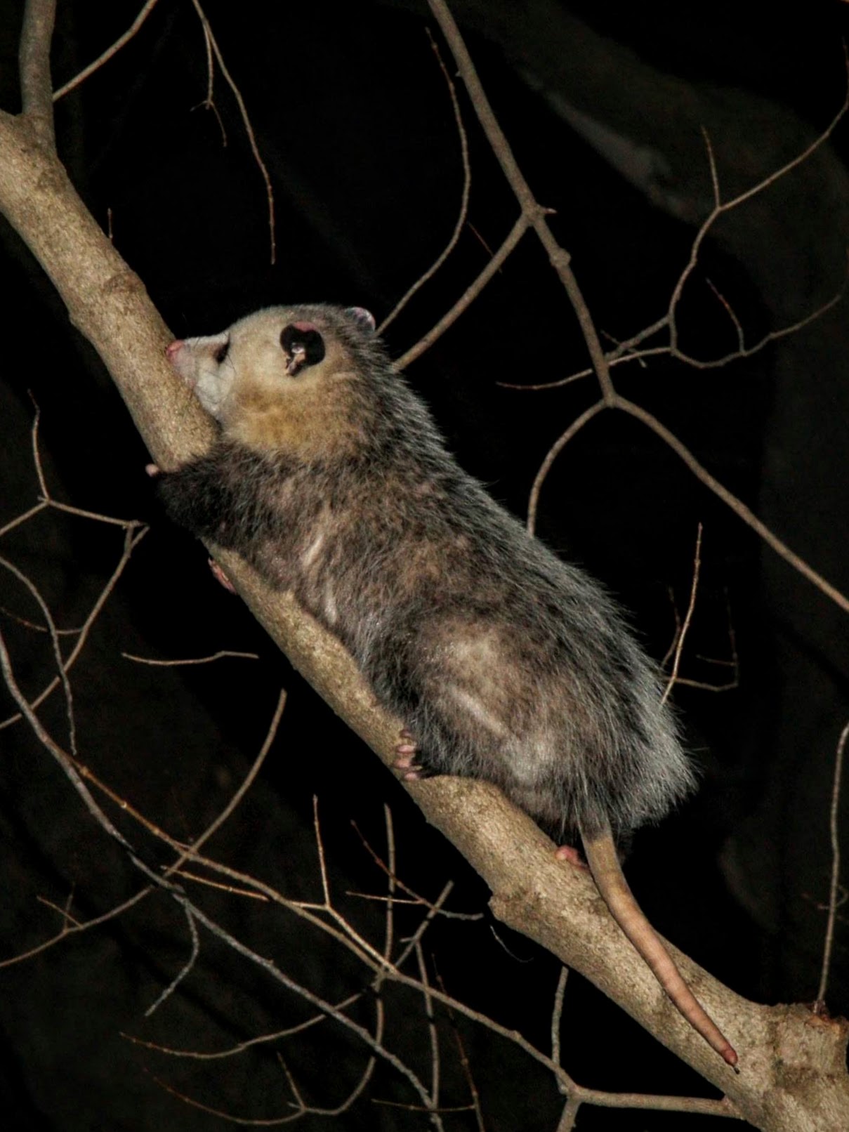 Opossum