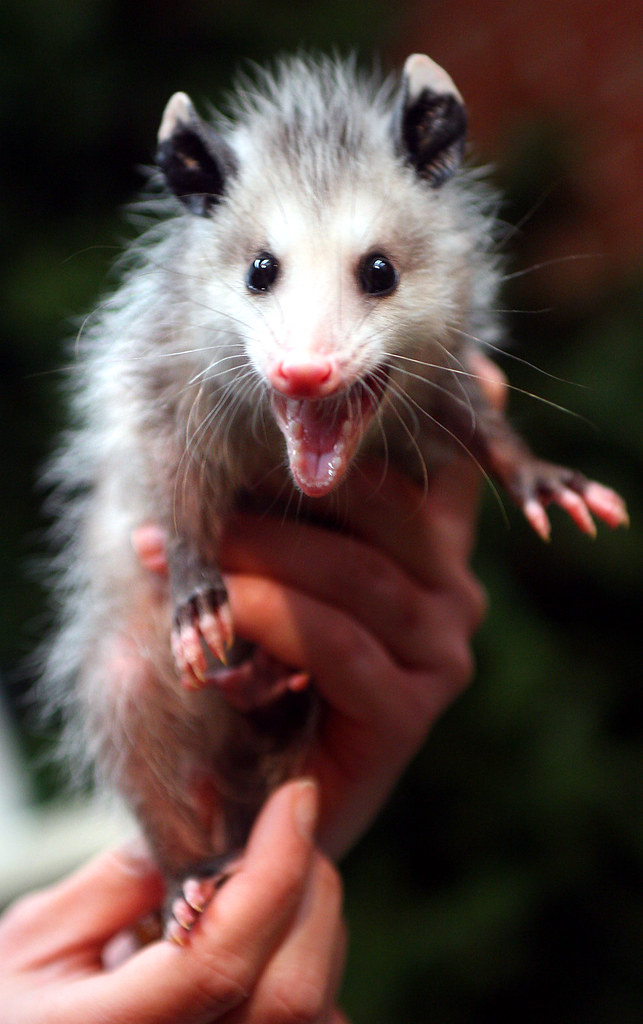 baby opossum